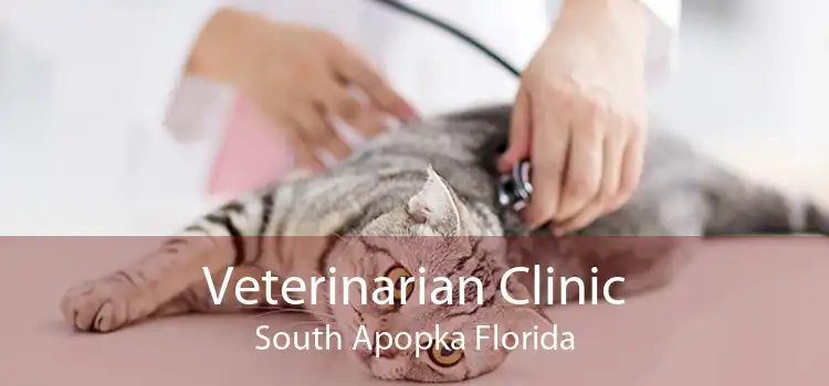 Veterinarian Clinic South Apopka Florida