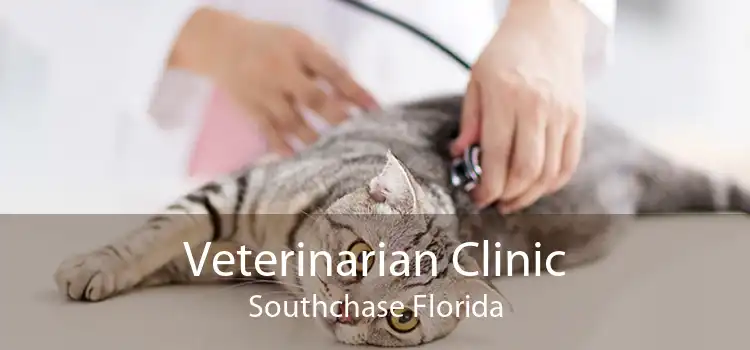 Veterinarian Clinic Southchase Florida