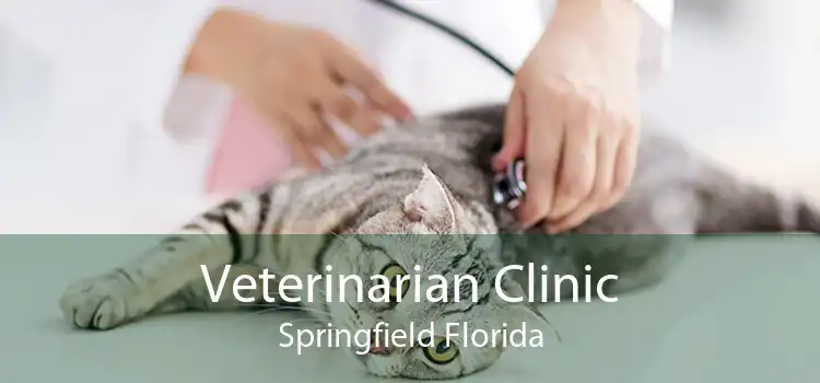 Veterinarian Clinic Springfield Florida