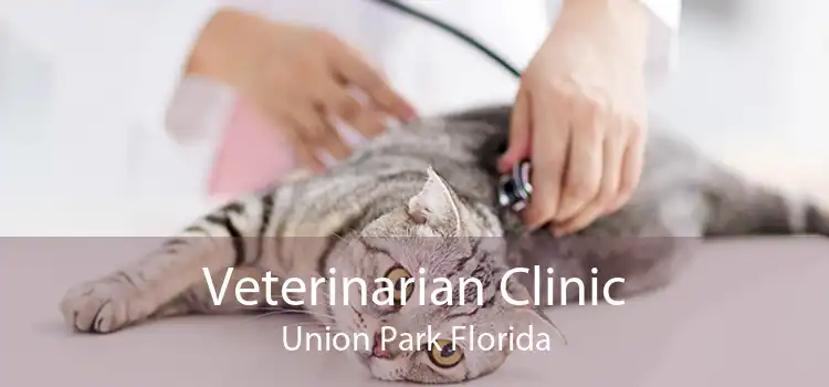 Veterinarian Clinic Union Park Florida