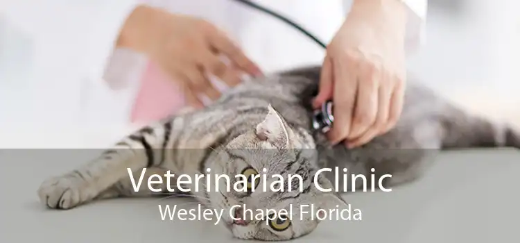 Veterinarian Clinic Wesley Chapel Florida