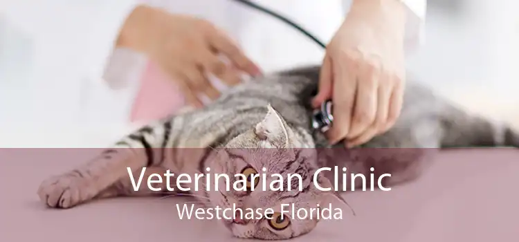 Veterinarian Clinic Westchase Florida