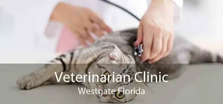 Veterinarian Clinic Westgate Florida