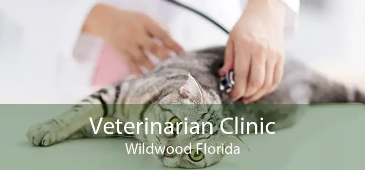 Veterinarian Clinic Wildwood Florida