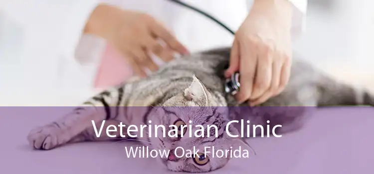 Veterinarian Clinic Willow Oak Florida