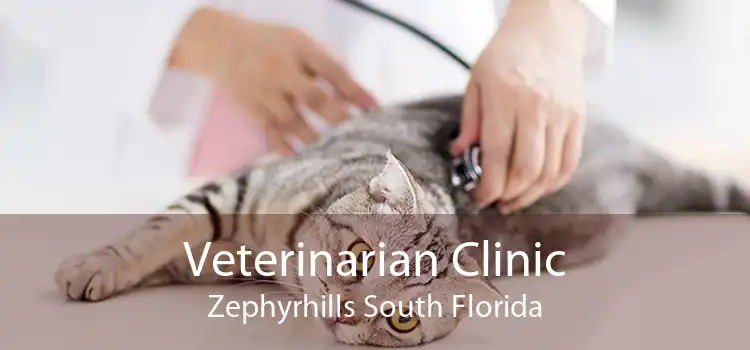 Veterinarian Clinic Zephyrhills South Florida