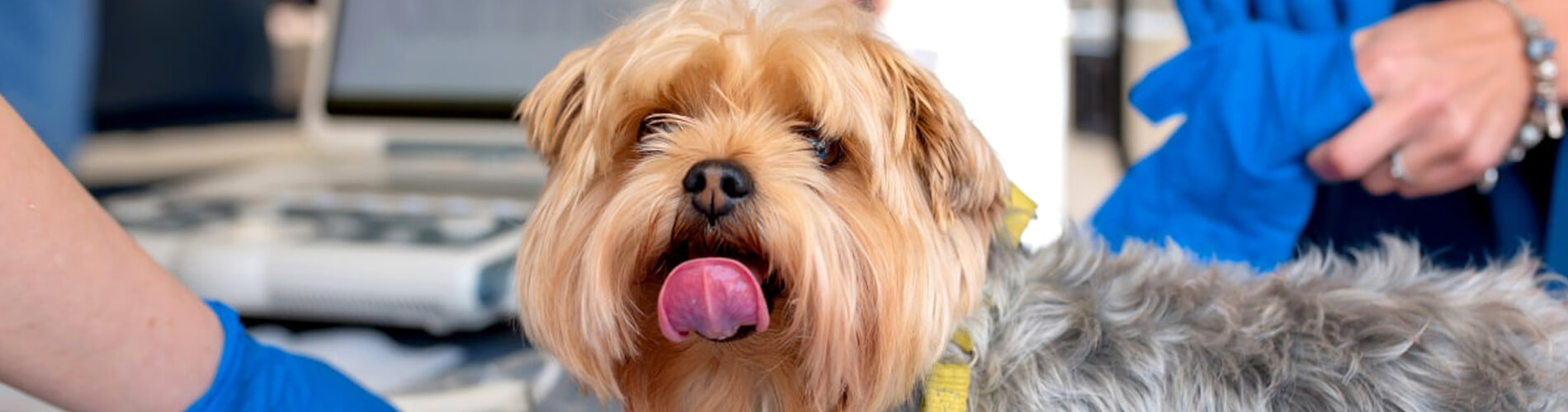 How Much Does It Cost To Travel With Dog at Howard Maxey blog