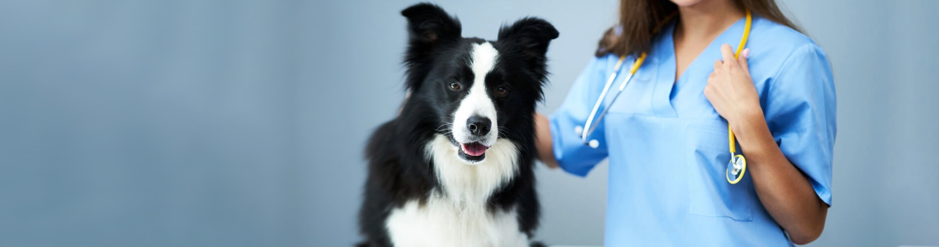Animal Hospital Pensacola Small, Affordable, And Emergency Animal