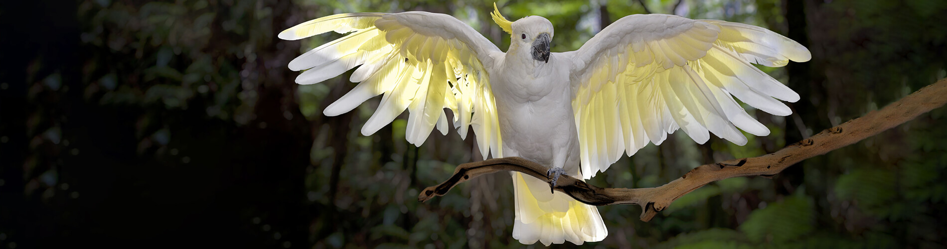 Bird Vet Thonotosassa Emergency Exotic Avian Vet Near Me