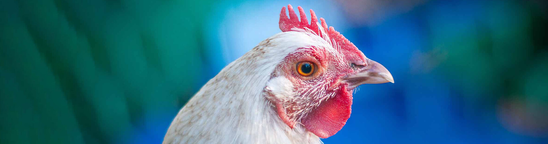 Bird Vet Wilton Manors Emergency Exotic Avian Vet Near Me