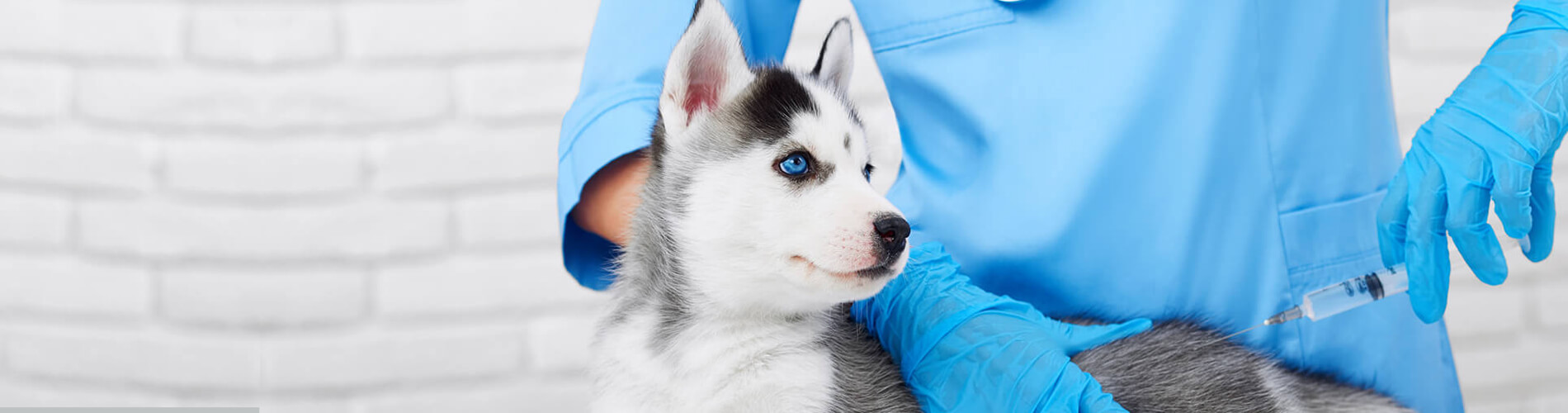 Vaccinate Your Pets, Protect Your Family Near You