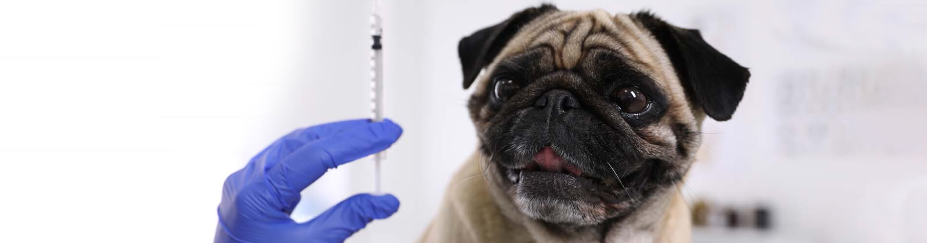 Можно кормить собаку перед прививкой