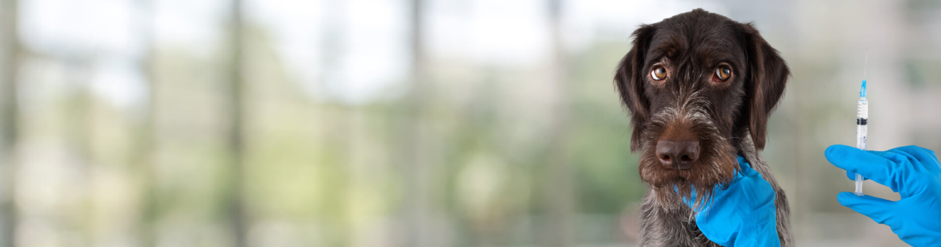 Dog Vaccinations DeLand Low Cost Dog Vaccinations Near Me