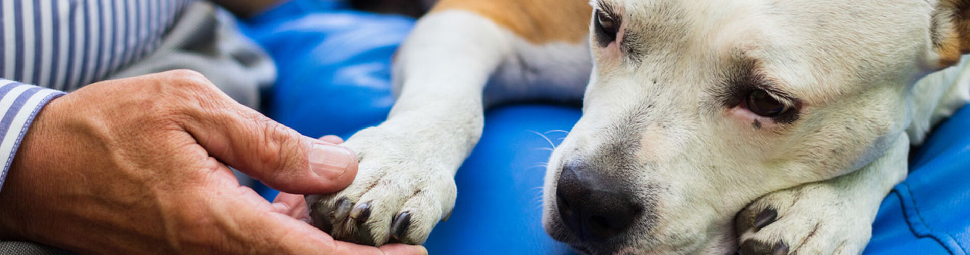 Pet Euthanasia Jupiter Farms Dog & Cat Euthanasia At Home Jupiter Farms