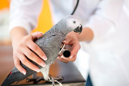 Bird Vet in Parkland