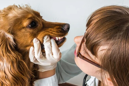 dog dentist in Parkland