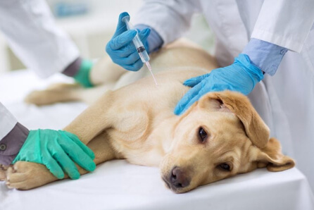  vet for dog vaccination in Parkland