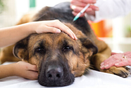 vet for dog vaccination