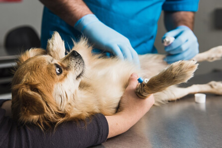 emergency vets in Laurel