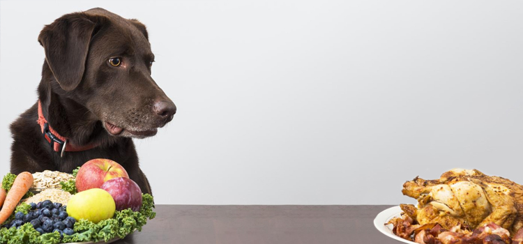 animal hospital nutritional consulting in North Fort Myers