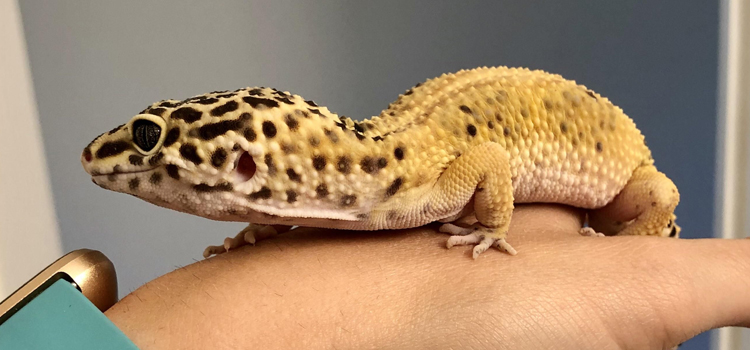 experienced vet care for reptiles