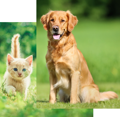 professional pet vet in Parkland